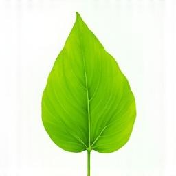 Green leaf representing eco-friendly practices